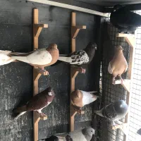 ماده سینه و دمبی ذاتدار