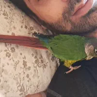 گرینچیک، حلقه پا، سخنگو و نر|پرنده|تبریز, |دیوار