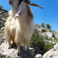 بزایلامی