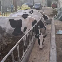 گاو شیری|حیوانات مزرعه|بجنورد, |دیوار