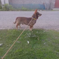 تدی سگ کوچولو|سگ|خشکبیجار, |دیوار