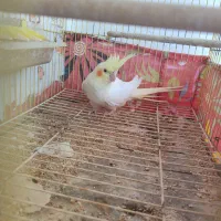 فروش طوطی عروس