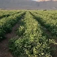 بذر گوجه فرنگی بریویو|خدمات باغبانی و درختکاری|تهران, جردن|دیوار