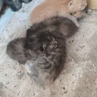 گربه