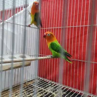 جفت کوتوله باتخم|پرنده|مشهد, شفا|دیوار