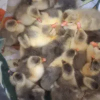 جوجه غاز ۳ روزه (هر هفته)