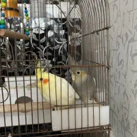 عروس هلندی ۵ ماهه نر و ماده|پرنده|پارس‌آباد, |دیوار