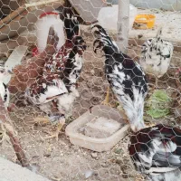 خروس گلین زیبا|حیوانات مزرعه|قم, شهرک مهدیه|دیوار