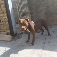 واگذاری پیت بول اصل
