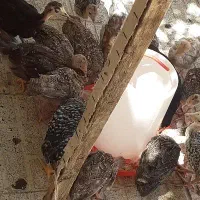 فروش جوجه بوغلمون