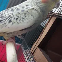 عروس هلندی|پرنده|قروه, |دیوار