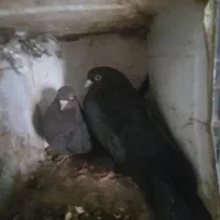 معاوضه|پرنده|جیرفت, |دیوار