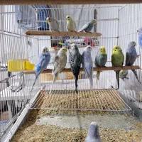 مرغ عشق رینبو