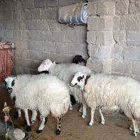 گوسفند میش بره|حیوانات مزرعه|ملکشاهی, |دیوار