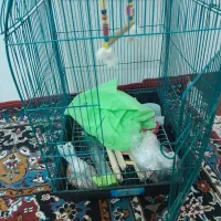 قفس عروس هلندی|لوازم جانبی حیوانات|مینودشت, |دیوار