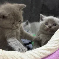 سه تا بچه گربه اسکاتیش