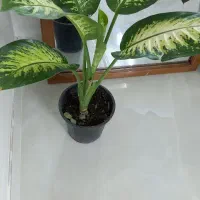 گل های اپارتمانی|گل و گیاه طبیعی|نیشابور, مبارکه|دیوار