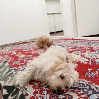 سگ گمشده.  پیدا شده