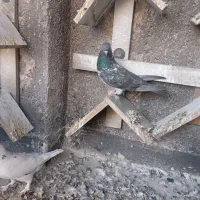 کبوتر تهرانی معاوضه|پرنده|خاوران, |دیوار