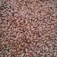 فروش بلوط تازه