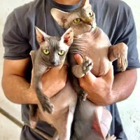 گربه اسفینکس نژاد اشرافی