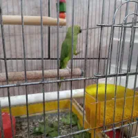 طوطی منلگوو|پرنده|بندر ماهشهر, |دیوار