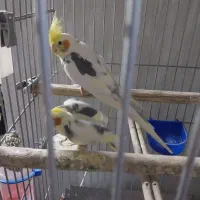 عروس نر|پرنده|تهران, زرگنده|دیوار