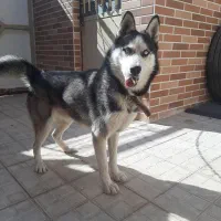 سگ هاسکی|سگ|تربت‌حیدریه, منظر|دیوار