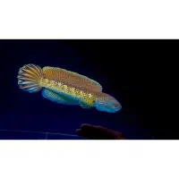 چانا گلدن کبری