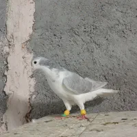 حیوون قلدور