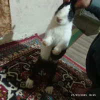 خرگوش ماده
