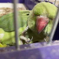 طوطی
