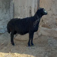 بره گوچ دو دندون|حیوانات مزرعه|نمین, |دیوار