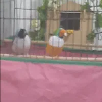 فنچ‌ گلدین‌ مولد