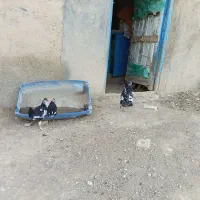 مرغ گلین شطرنجی با جوجه|حیوانات مزرعه|کرانی, |دیوار