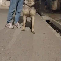 واگزاری سگ سرابی ۱۳ ماهه|سگ|اردبیل, |دیوار