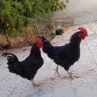 خروس مشکی جوان