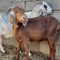 حیوان آبستن مایه دار فروشی