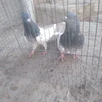 یه جفت گوی باش عالی