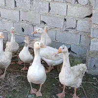 قوغاز سفید و آفریقایی