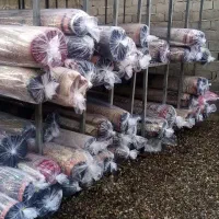 قالیشویی و مبلشویی رستم آباد