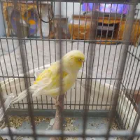 قناری ماده آماده آماده ،طلایی نژاد کرست اروپایی|پرنده|ری, شهید بهشتی|دیوار