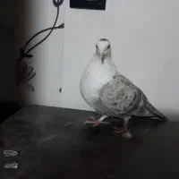 مخمل سوسنی ماده|پرنده|شیراز, آبیاری|دیوار