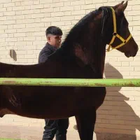 فروش سیلمی عرب زیبایی