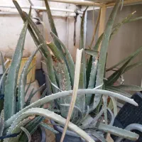 گلها|گل و گیاه طبیعی|قم, عمار یاسر|دیوار