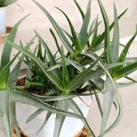 گل طبیعی شاداب|گل و گیاه طبیعی|اسدآباد, |دیوار