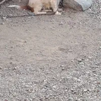 سگ پاکوتا|سگ|جیرفت, |دیوار