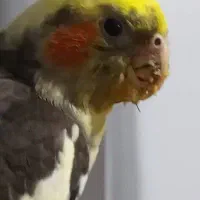 گمشده حیوانات