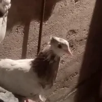 جوجه گمشده|حیوانات|آباده, |دیوار