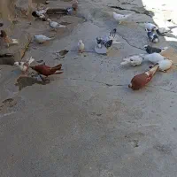 پرنده